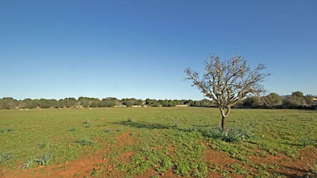 Grundstück zum Kauf provisionsfrei 625.000 € 20.652 m² Grundstück Santanyi