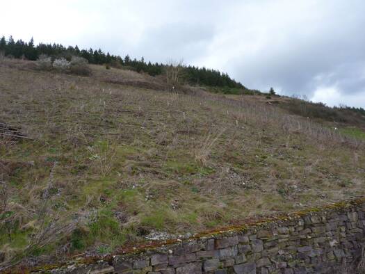 Land-/Forstwirtschaft zum Kauf provisionsfrei 2.200 € 1.960 m² 1.960 m² Grundstück B 421 nördlich Barl Zell (Mosel) 56856