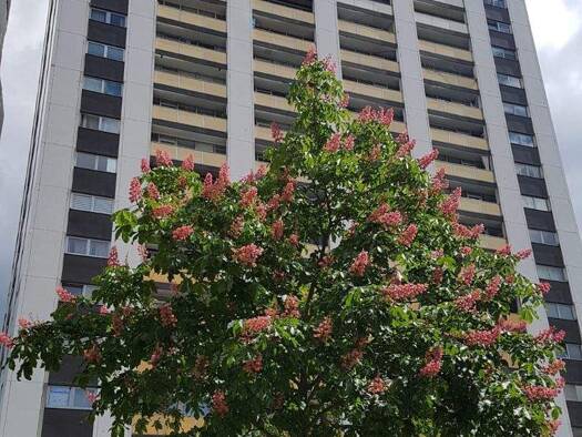 Wohnung zur Miete 1.000 € 3 Zimmer 85 m² Geschoss 16/23 frei ab sofort Yorckstraße 28 Mitte Ludwigshafen am Rhein 67061