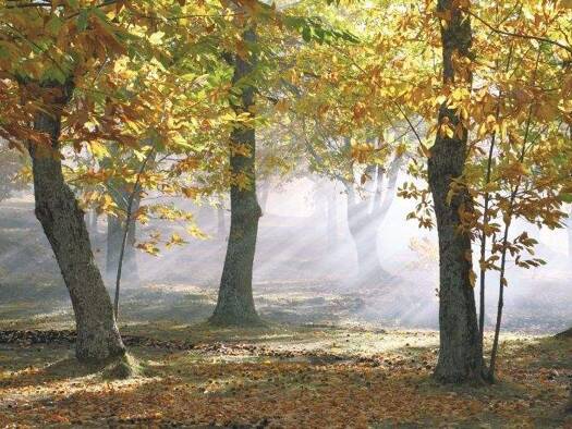 Wohnung zur Miete 265 € 2 Zimmer 45,6 m² EG frei ab sofort Friedensring 12 Wittenburg 19243