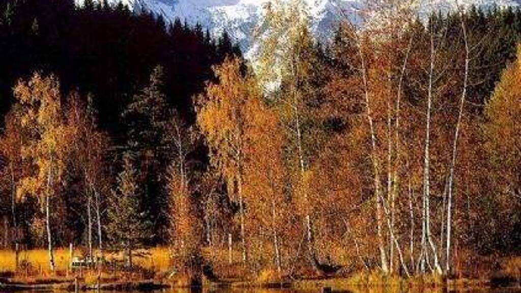 Wohnung zur Miete 2 Zimmer 71 m² UG frei ab sofort wiesenweg Reith bei Kitzbühel 6370