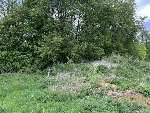 Grundstück zum Kauf 99.000 € 818 m² Grundstück Uslar Uslar 37170