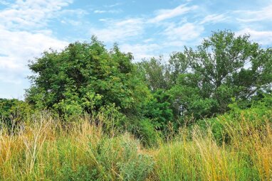 Land-/Forstwirtschaft zum Kauf 5.000 € 25.605 m² Grundstück An der Zuckerfabrik Hessen Osterwieck OT Hessen 38835