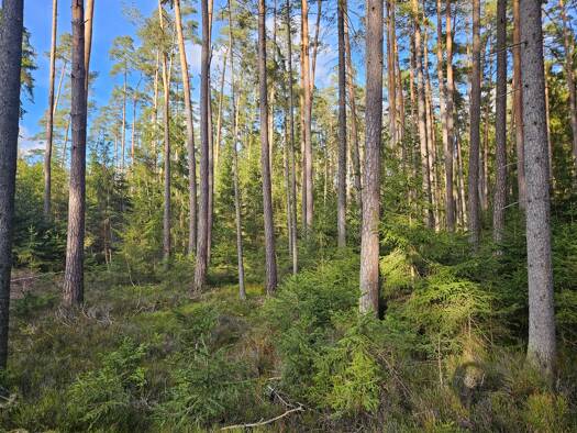 Land-/Forstwirtschaft zum Kauf 167.799 m² Grundstück Falkenberg Falkenberg 95685