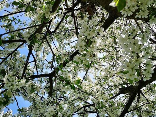 Freizeitgrundstück zum Kauf 89.000 € 587 m² Grundstück Kiekebusch Cottbus 03042