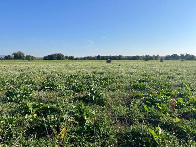 Land-/Forstwirtschaft zum Kauf provisionsfrei 53.600 m² Grundstück Wellerstadt Baiersdorf 91083