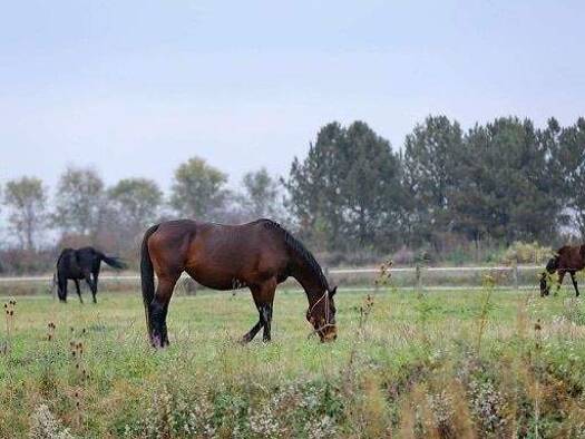 Bauernhaus zum Kauf als Kapitalanlage geeignet 1.200.000 € 300 m² 34.572 m² Grundstück Mornshausen Gladenbach 35075