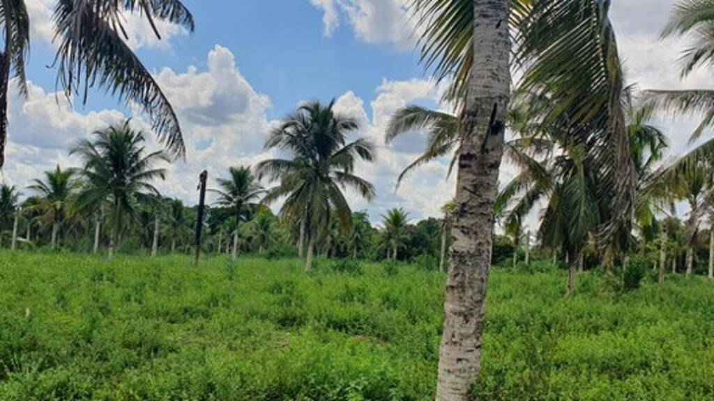 Grundstück zum Kauf 39.900 € 500.000 m² Grundstück Manaus 69240000