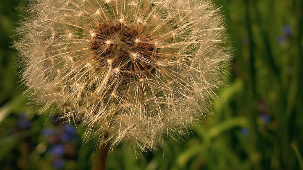 Grundstück zum Kauf 125.000 € 686 m² Grundstück Siófok 8600