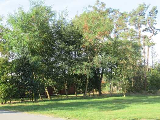Grundstück zum Kauf provisionsfrei 39.000 € 300 m² Grundstück frei ab sofort Bernsteinsee Sassenburg 38524