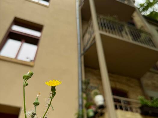 Wohnung zur Miete 645 € 2 Zimmer 53,4 m² Geschoss 2/4 frei ab 01.11.2026 Eichendorffstraße 16 Giebichenstein Nord 06114