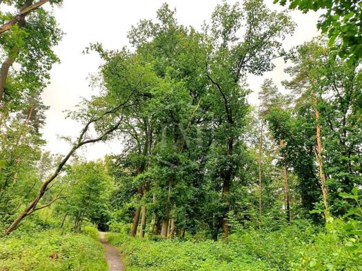 Forstwirtschaft zum Kauf 110.000 € 64.502 m² Grundstück Innenstadt Detmold 32756
