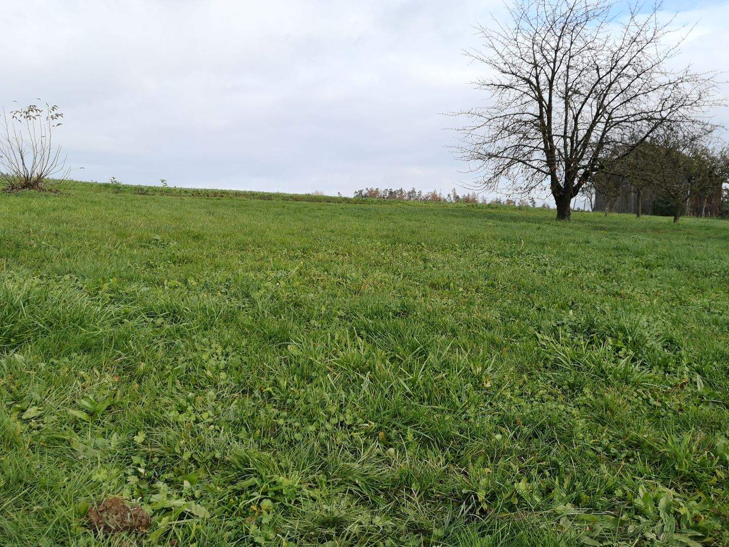 Immobilie in Pentling - Neubau von 4 Doppelhaushälften in Seedorf - Pentling - Bild 0