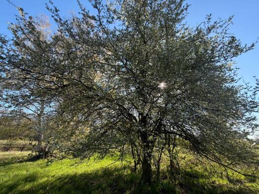 Freizeitgrundstück zur Miete provisionsfrei 900 € 2.254 m² Grundstück Dornholzhausen Bad Homburg vor der Höhe 61350