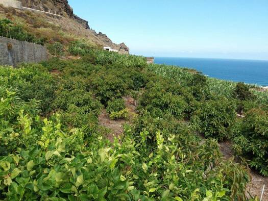 Land-/Forstwirtschaft zum Kauf provisionsfrei 465.000 € 29.520 m² Grundstück Buenavista del Norte 38480