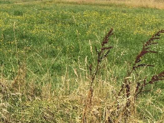 Grundstück zum Kauf 240 € 800 m² Grundstück Baugenehmigung vorhanden Dittelstedt Erfurt 99099