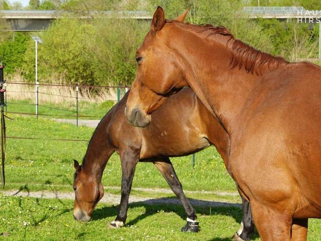 Bauernhaus zum Kauf 790.000 € 7 Zimmer 135 m² 6.000 m² Grundstück Eppingen 75031