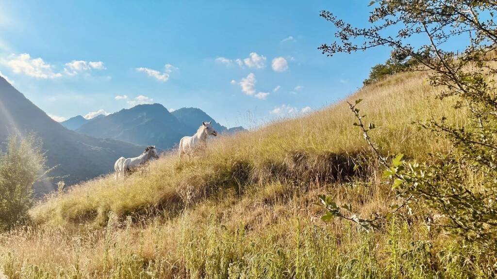 Rustico zum Kauf 235.000 € 2 Zimmer 90 m² 20.000 m² Grundstück Cardignano 25080