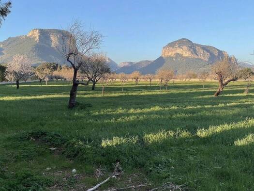 Acker-/Waldstück zum Kauf 499.000 € Alaró 07340