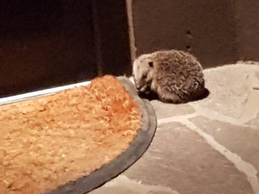 Wohnung zur Miete 1.340 € 3 Zimmer 105,5 m² Geschoss 1/2 frei ab 01.04.2026 Dannstadt Dannstadt-Schauernheim 67125