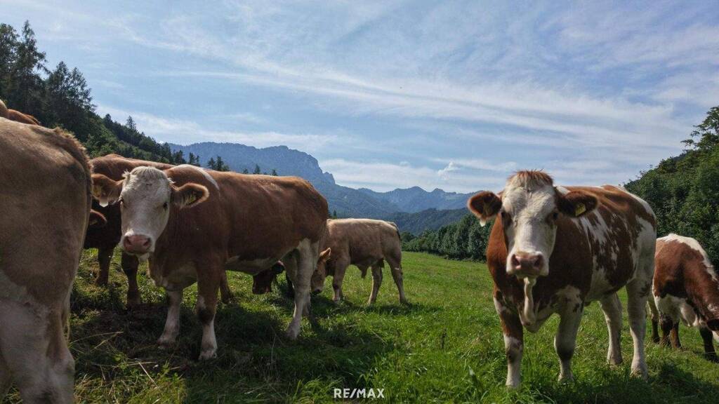 Land-/Forstwirtschaft zum Kauf 5.800.000 € Micheldorf 4563