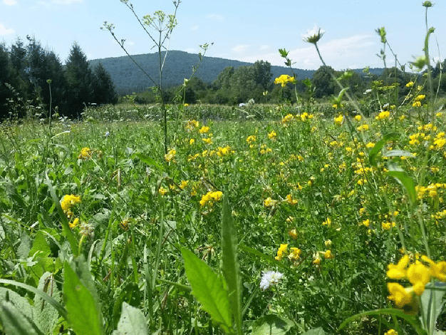 Land-/Forstwirtschaft zum Kauf 110.000 € 90.000 m² Grundstück Josipdol 47 303