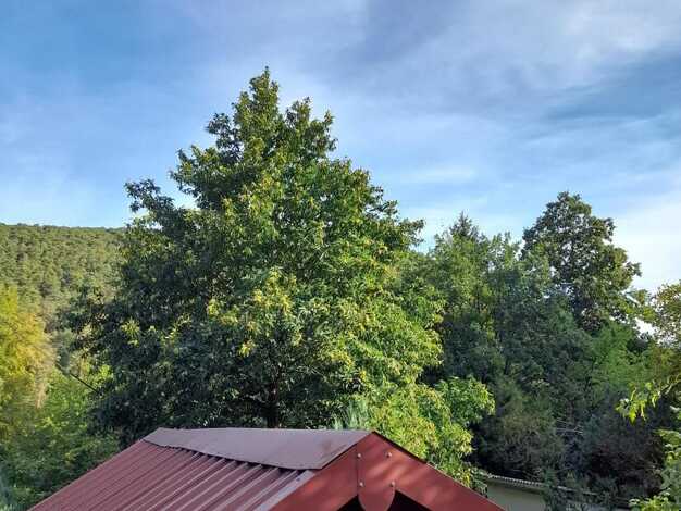 Haus zum Kauf 80.000 € 2 Zimmer 40 m² 410 m² Grundstück Bad Dürkheim Bad Dürkheim 67098