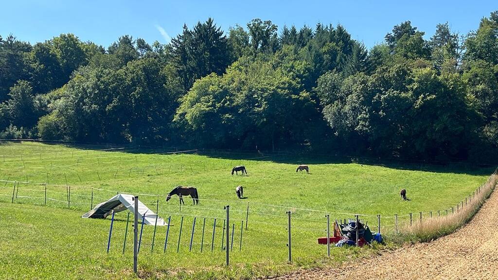 Doppelhaushälfte zum Kauf provisionsfrei 799.000 € 6 Zimmer 164 m² 223 m² Grundstück Flacht Weissach 71287