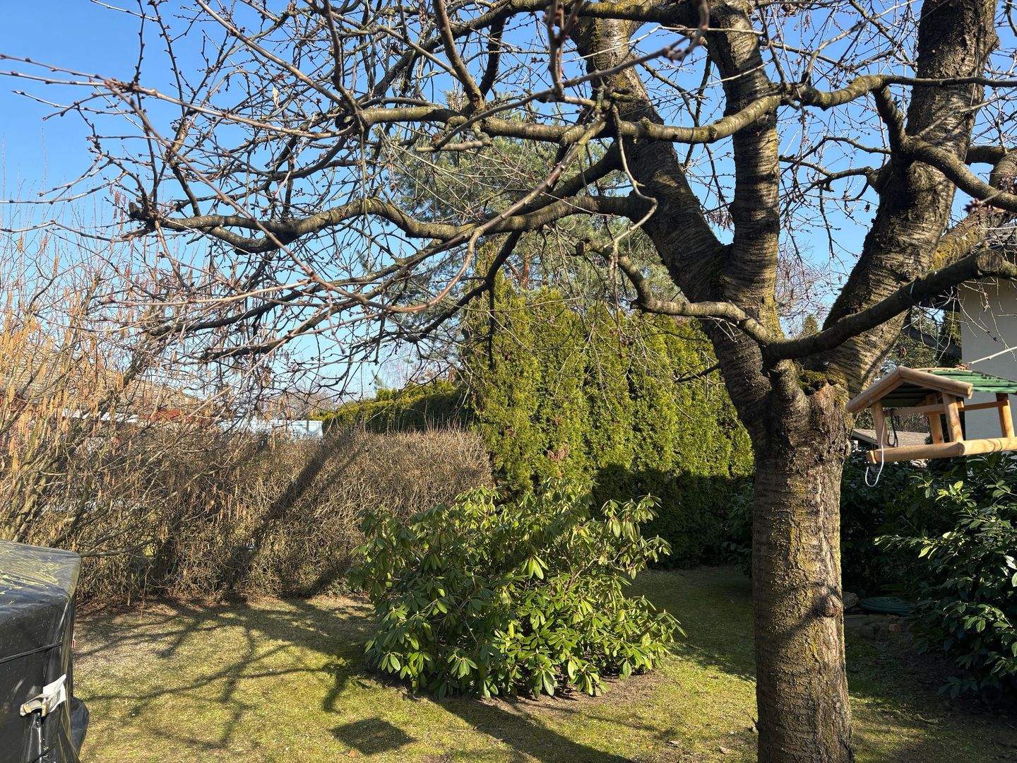 Immobilie in Coswig (Anhalt) - Bungalow in grüner und waldreicher Wohnlage !! - Bild 4