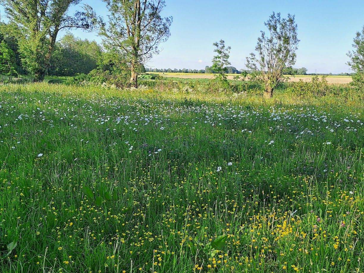 Immobilie in Koldenbüttel - Ruhe, Weite, Meer, Exklusives Zweifamilienhaus unter Reet                   in stilvoller Privatsphäre - Bild 2