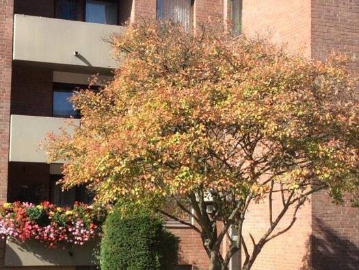 Wohnung zur Miete 752 € 3 Zimmer 75 m² EG frei ab 16.03.2026 Gneisenaustraße 31 Aachen 52068