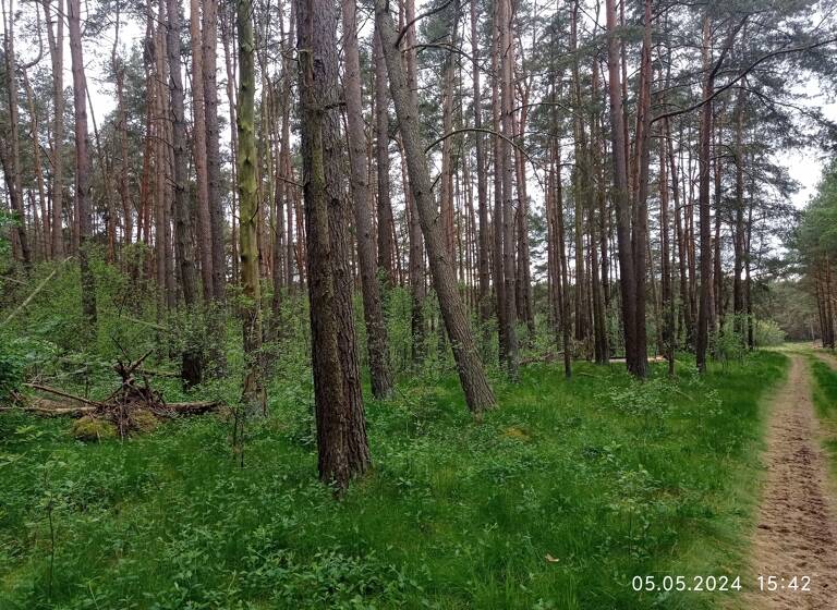 Forstwirtschaft zum Kauf provisionsfrei 69.000 € 48.680 m²<br/>Fläche 48.680 m²<br/>Grundstück Bresegard bei Picher 19230