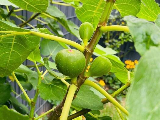 Reihenmittelhaus zum Kauf 700.000 € 4 Zimmer 142 m² Gremmendorf Münster 48155