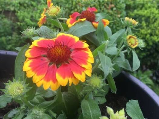 Wohnung zur Miete 580 € 2 Zimmer 56,5 m² Geschoss EG/3 frei ab 01.05.2026 Erkrath 40699