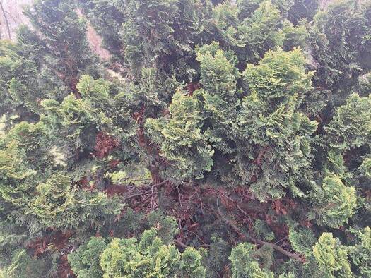 Grundstück zum Kauf 320.000 € 775 m² Grundstück Engelsdorf Leipzig 04319