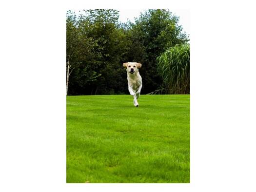 Grundstück zum Kauf provisionsfrei 275.000 € 609 m² Grundstück Westendorf 86707