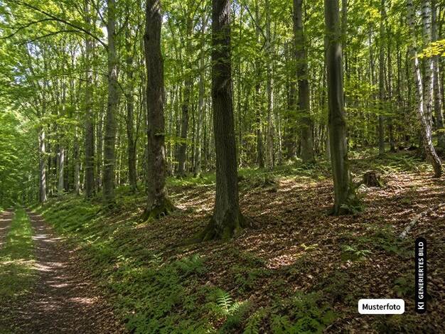 Grundstück zum Kauf 429 m² Grundstück Schönreuth Kemnath 95478