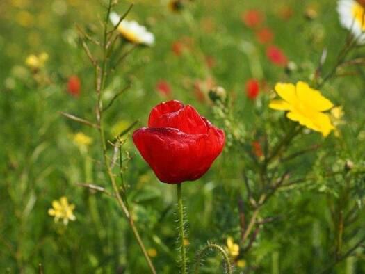 Grundstück zum Kauf 340.000 € 38.100 m² Grundstück Campos 07630