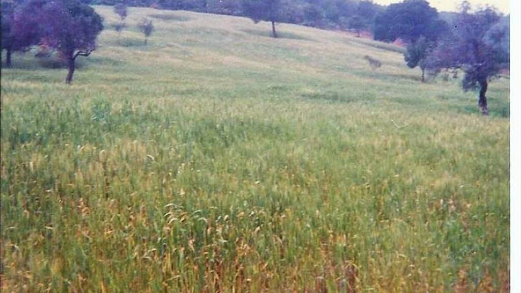 Land-/Forstwirtschaft zum Kauf 3.000.000 € 93.000 m² Grundstück Pilion