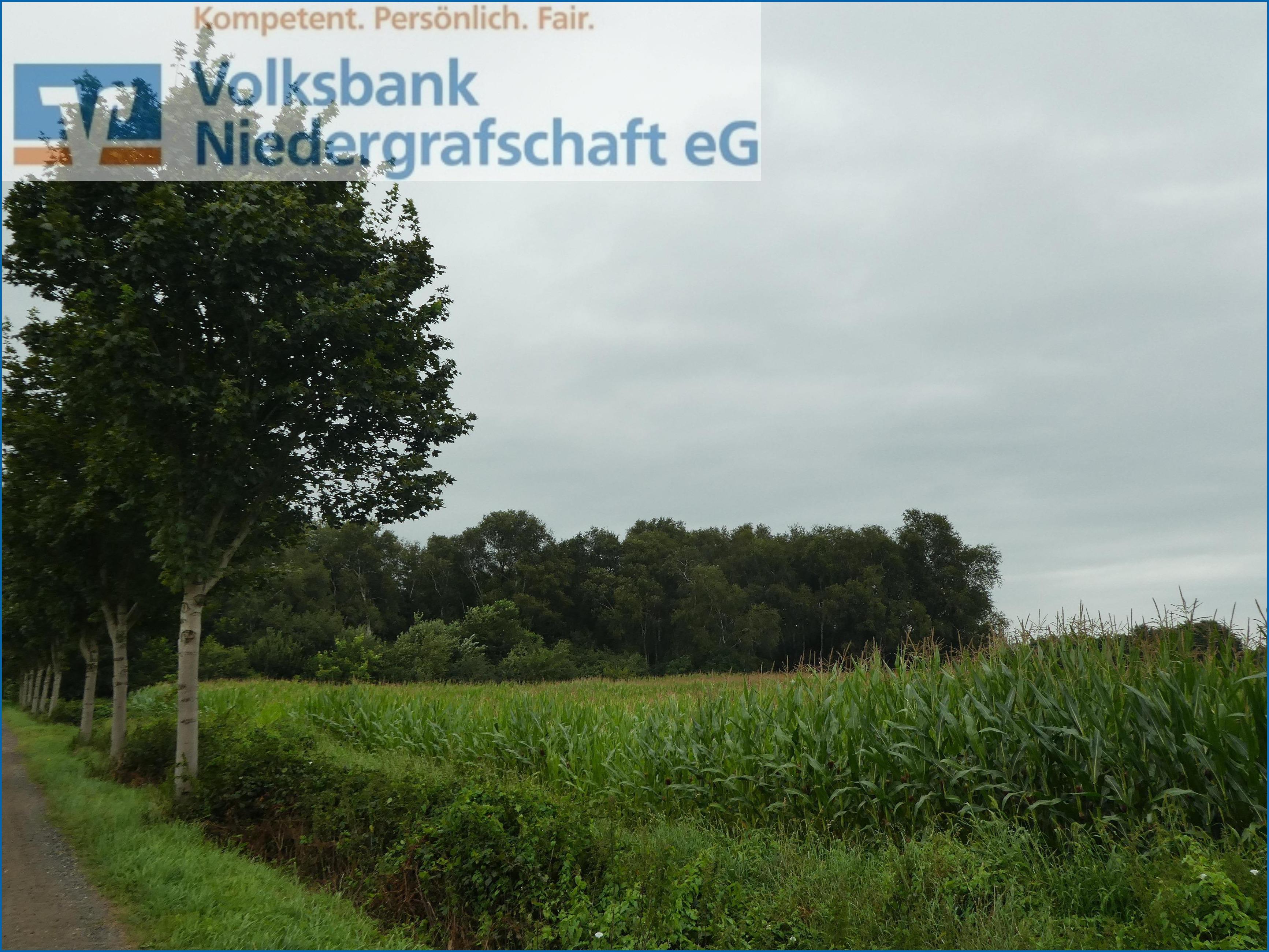 Land-/Forstwirtschaft zum Kauf provisionsfrei 39.000 € 17.974 m²<br/>Grundstück Georgsdorf 49828