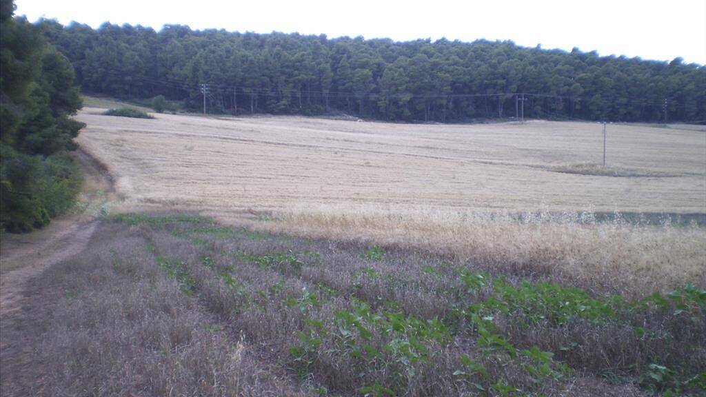 Land-/Forstwirtschaft zum Kauf 120.000 € 4.247 m² Grundstück Chalkidiki