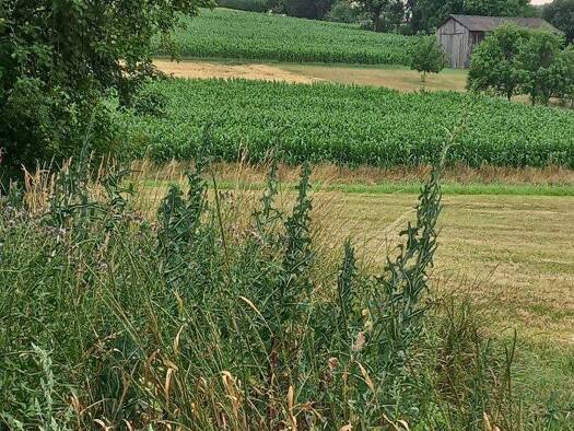 Bauernhaus zum Kauf 200.000 € 3 Zimmer 111,5 m² 5.857 m² Grundstück Harmisch 7512