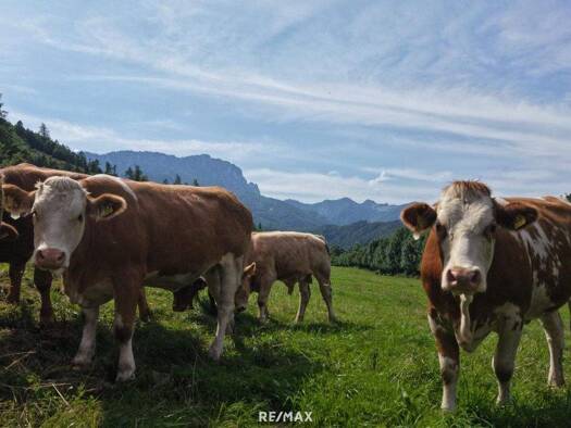 Land-/Forstwirtschaft zum Kauf 5.800.000 € Micheldorf 4563