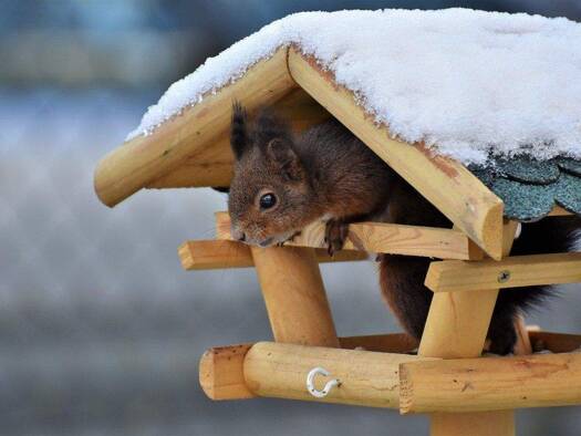Doppelhaushälfte zum Kauf 433.577 € 5 Zimmer 115 m² 315 m² Grundstück Schultendorf Gladbeck 45966