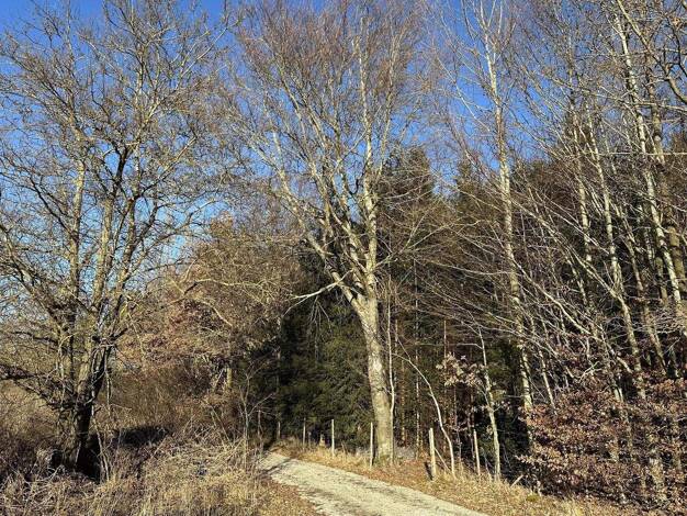 Land-/Forstwirtschaft zum Kauf 44.000 € 7.730 m² Grundstück Schwifting 86940