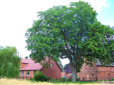 Landwirtschaftliche Fläche zum Kauf 120.000 € 63.133 m² Seddin Ausbau 202 Strigleben Groß Pankow (Prignitz) 16928