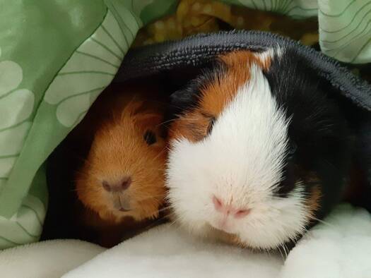 Einfamilienhaus zum Kauf provisionsfrei 449.990 € 5 Zimmer 130 m² 625 m² Grundstück Limbach-Oberfrohna 09212