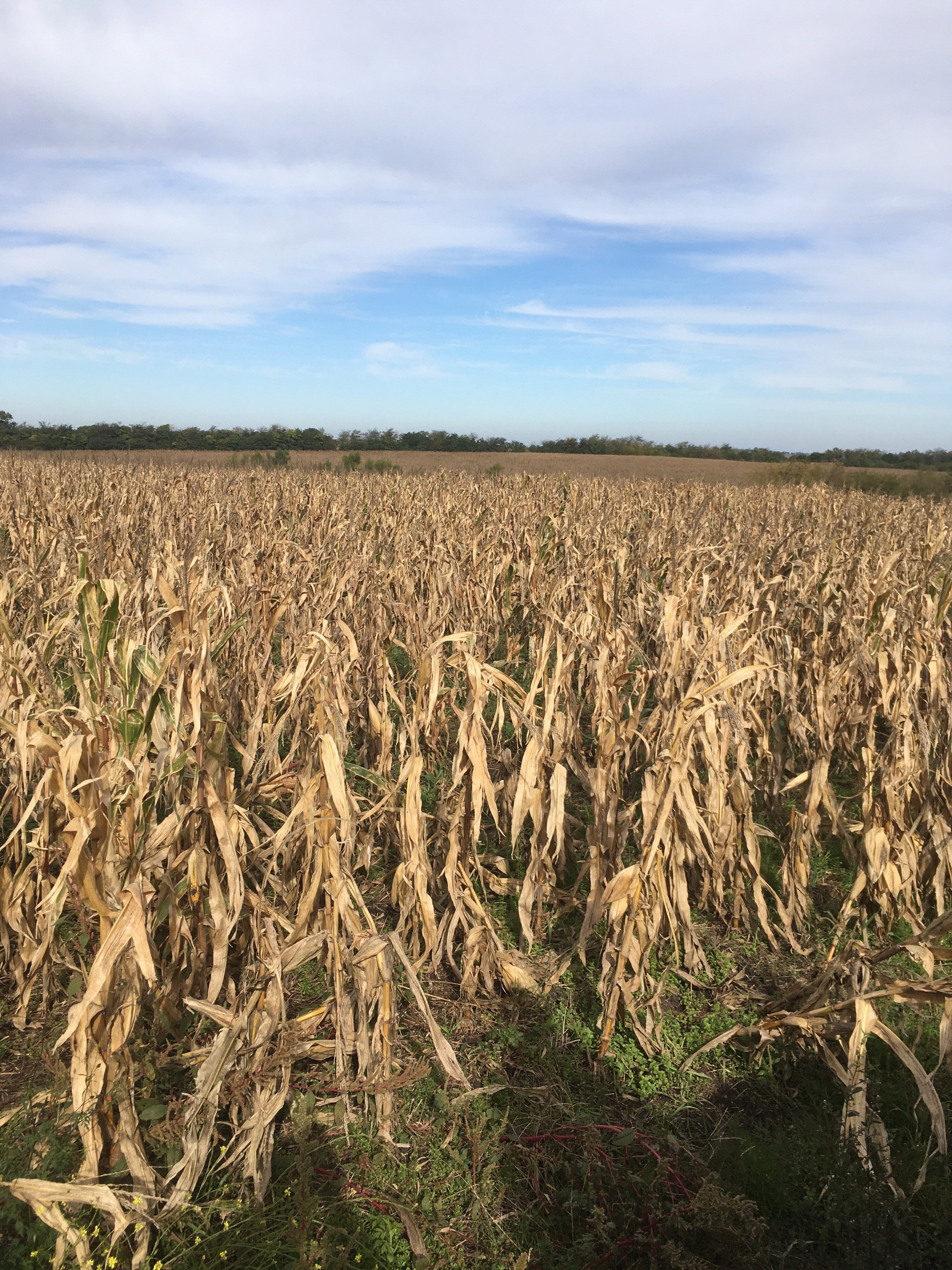 Landwirtschaftliche Fläche zum Kauf als Kapitalanlage geeignet 3.294.375 € 3.765.000 m²<br/>Fläche 3.765.000 m²<br/>Grundstück Paysandu 60000