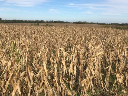 Landwirtschaftliche Fläche zum Kauf als Kapitalanlage geeignet 3.294.375 € 3.765.000 m² 3.765.000 m² Grundstück Paysandu 60000