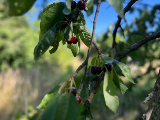 Mehrfamilienhaus zum Kauf 350.000 € 10 Zimmer 208 m² 2.705 m² Grundstück Wernigerode 38855